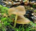 Pluteus_luctuosus_hy8289