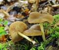 Pluteus_luctuosus_hy8297