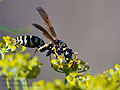 Polistes_dominula_dt1048