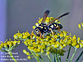 Polistes_dominula_dt1062