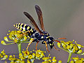 Polistes_dominula_dt1072