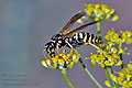 Polistes_dominula_dt1085