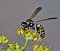 Polistes_dominula_dt1088