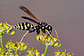 Polistes_dominula_dt1096