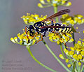 Polistes_dominula_dt1111