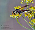 Polistes_dominula_dt1113