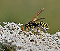 Polistes_dominula_dt1332