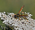 Polistes_dominula_dt1333