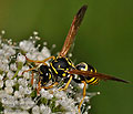 Polistes_dominula_dt2051