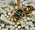 Polistes_dominula_dt2057