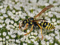 Polistes_dominula_dt2058