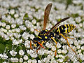 Polistes_dominula_dt2060