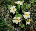 Primula_vulgaris_4927