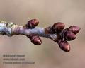 Prunus_avium_c100623s