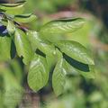Prunus_spinosa_af6298