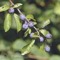 Prunus_spinosa_af6306