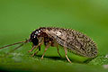 Psectra_diptera_dz9402s