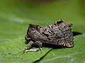 Rhegmatophila_alpina_jh5176s