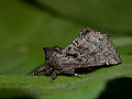 Rhegmatophila_alpina_jh5321s