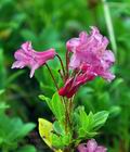 Rhododendron_hirsutum_bk3302