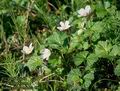 Rubus_chamaemorus_4941