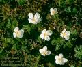 Rubus_chamaemorus_4942