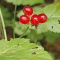 Rubus_saxatilis_af5968