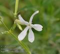 Saponaria_officinalis_a4812