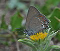 Satyrium_ilicis_jh6759