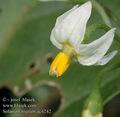 Solanum_nigrum_ac4242