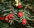 Taxus_baccata_4977