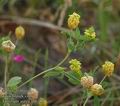 Trifolium_aurea_ab6787