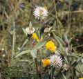 Trifolium_montanum_4974
