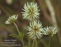Trifolium_montanum_a55