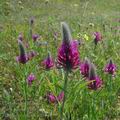 Trifolium_rubens_ed3049