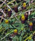 Trifolium_spadiceum_d3229