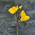 Utricularia_australis_bd4772