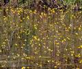Utricularia_australis_be0676
