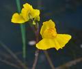 Utricularia_australis_k3545