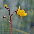 Utricularia_vulgaris_bd0279