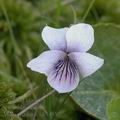 Viola_palustris_ak3493