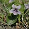 Viola_palustris_dd3169