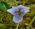 Viola_palustris_hz1239