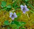 Viola_palustris_hz1258