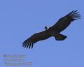 Vultur_gryphus_ee4366