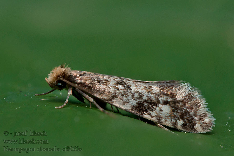Nemapogon cloacella Cork moth
