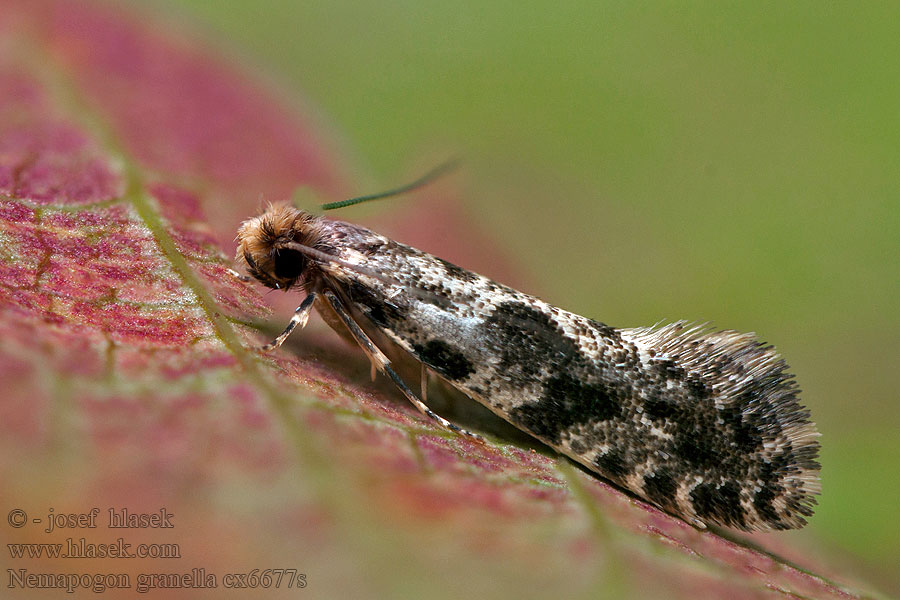 Mol obilný Kornmotte European grain moth Nemapogon granella Tinea