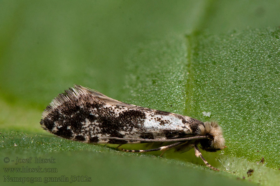 Nemapogon granella Tinea Mol obilný Kornmotte European grain moth