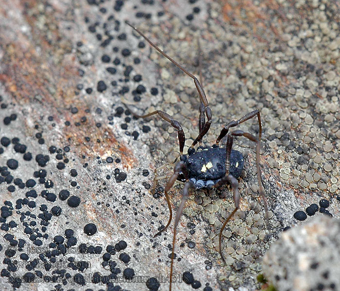 Nemastoma quadripunctatum