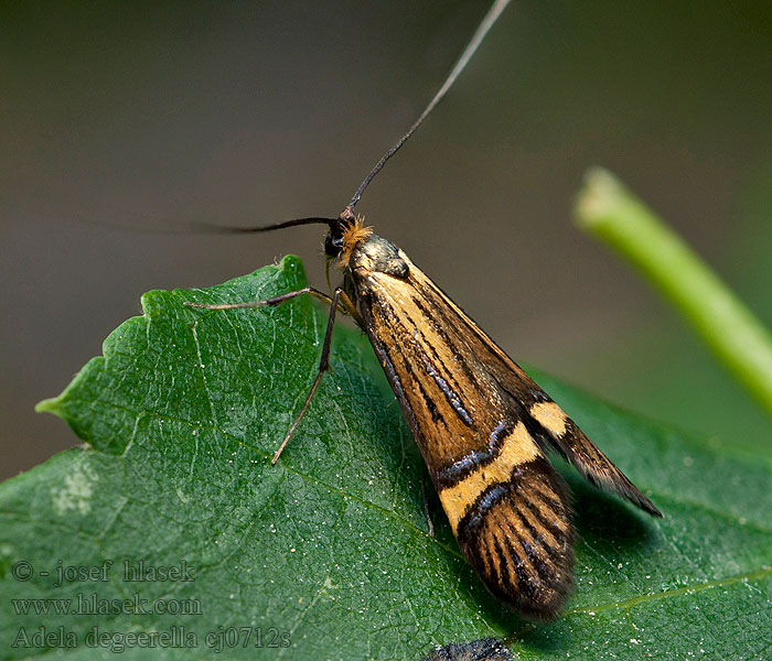 Longhorn Moth Coquille d'Or Nemophora degeerella Adela